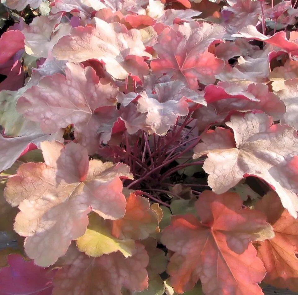Lila-bordó tűzeső / Heuchera micrantha 'Palace Purple'