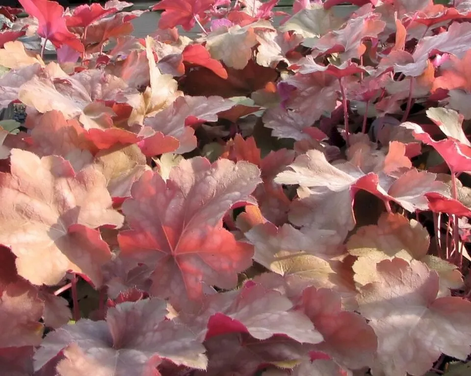 Lila-bordó tűzeső / Heuchera micrantha 'Palace Purple'