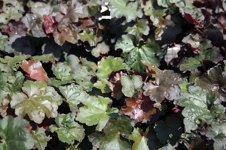Lila-bordó tűzeső / Heuchera micrantha 'Palace Purple'