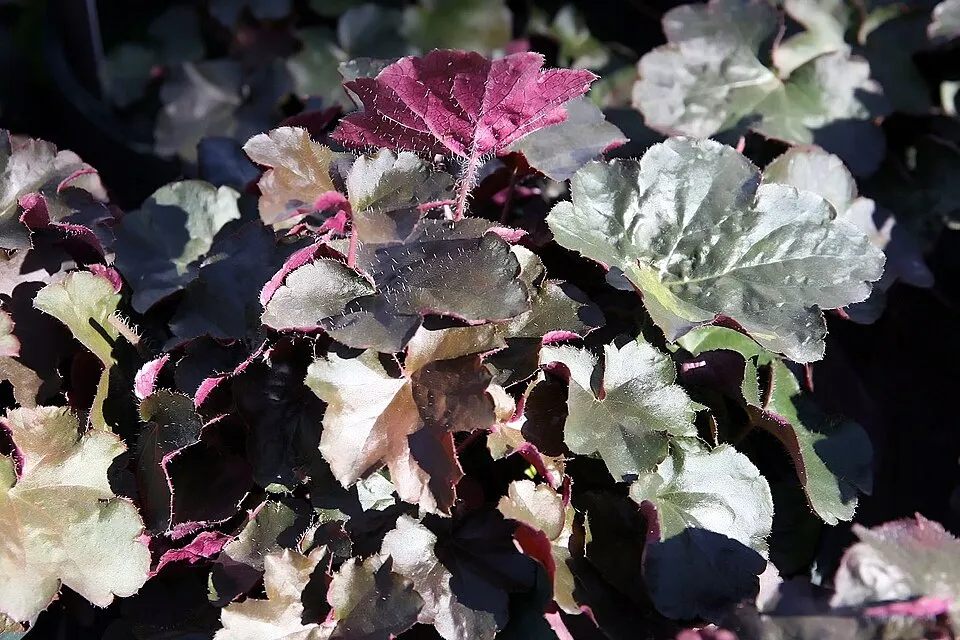 Lila-bordó tűzeső / Heuchera micrantha 'Palace Purple'