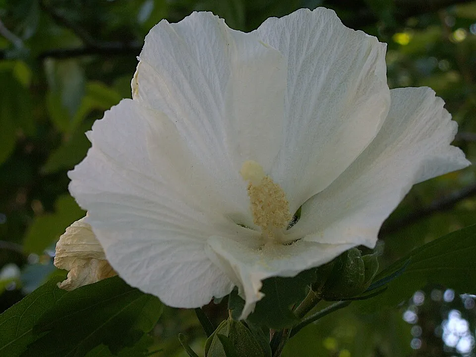 Szíriai mályvacserje / Hibiscus syriacus