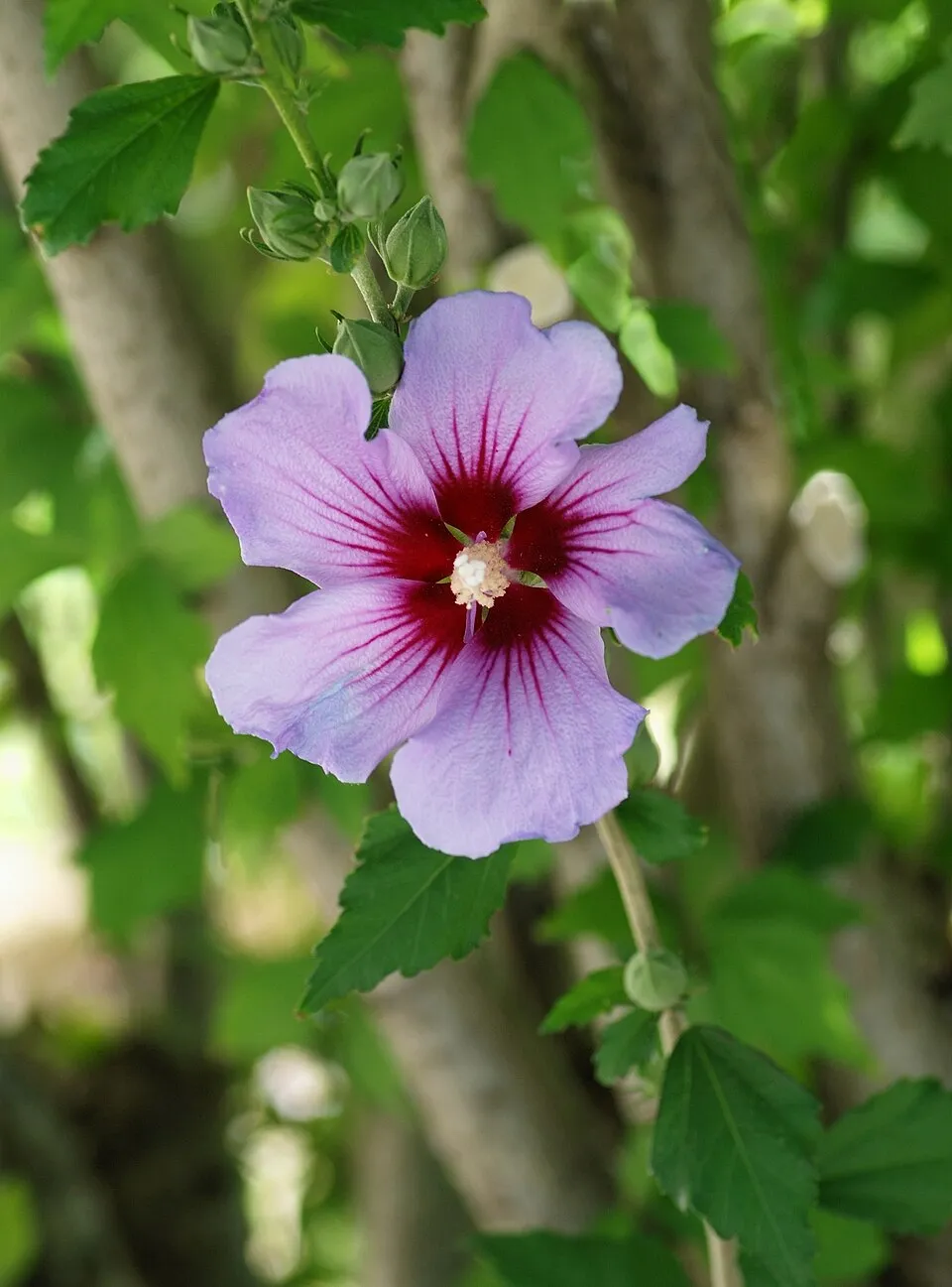 Szíriai mályvacserje / Hibiscus syriacus