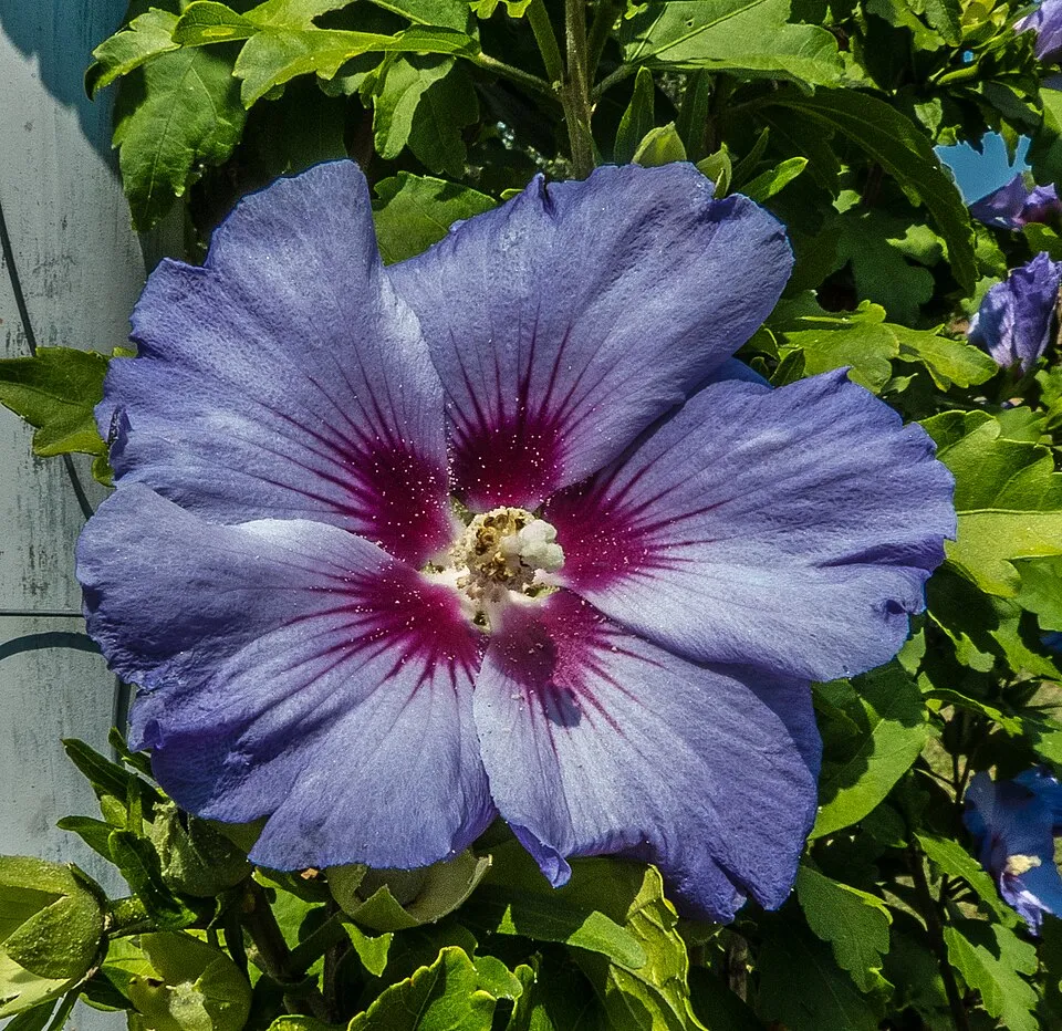 Szíriai mályvacserje / Hibiscus syriacus