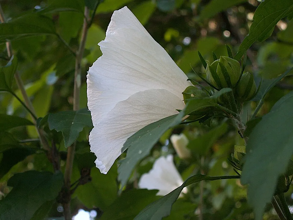 Szíriai mályvacserje / Hibiscus syriacus