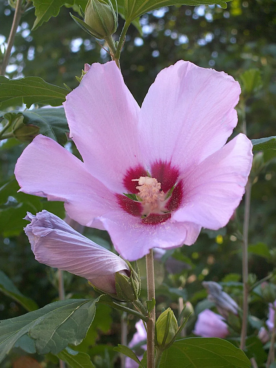 Rózsaszín teltvirágú mályvacserje, bordó torokkal / Hibiscus syriacus 'Carneus Plenus'