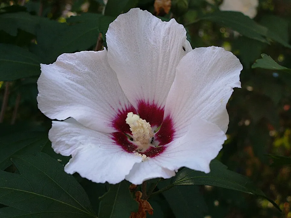 Rózsaszín teltvirágú mályvacserje, bordó torokkal / Hibiscus syriacus 'Carneus Plenus'