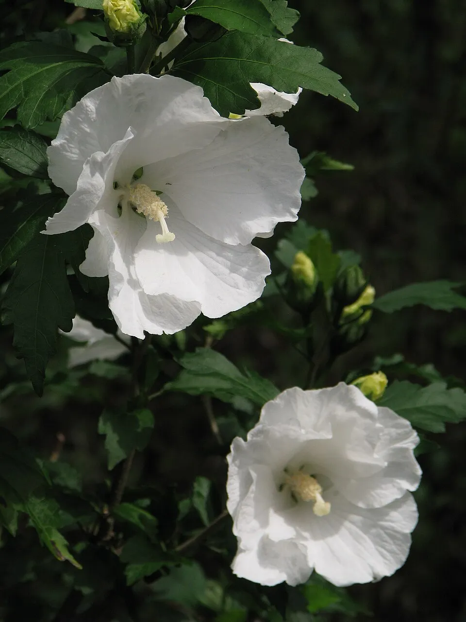 Fehér virágú mályvacserje / Hibiscus syriacus 'Diana'