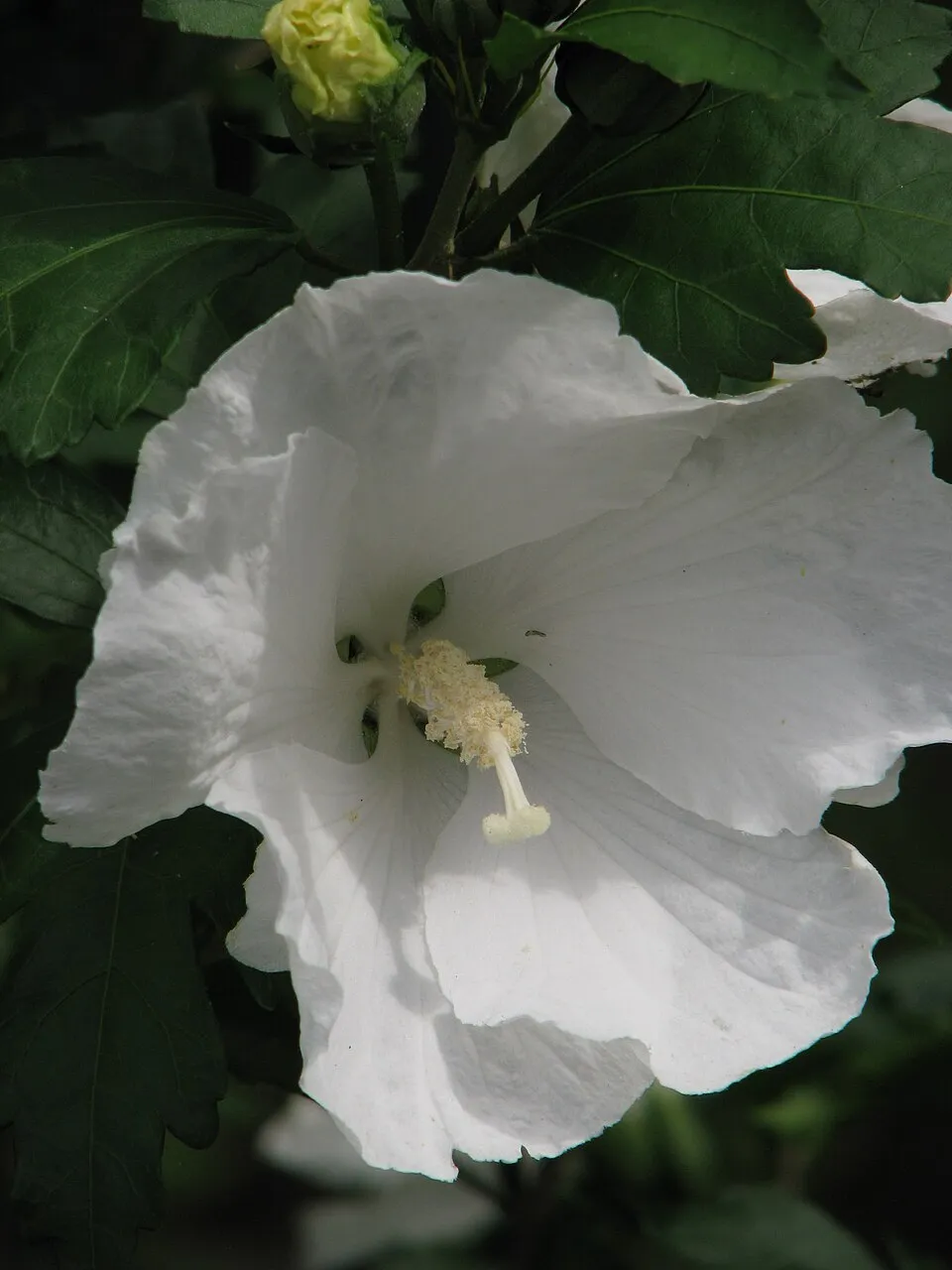 Fehér virágú mályvacserje / Hibiscus syriacus 'Diana'