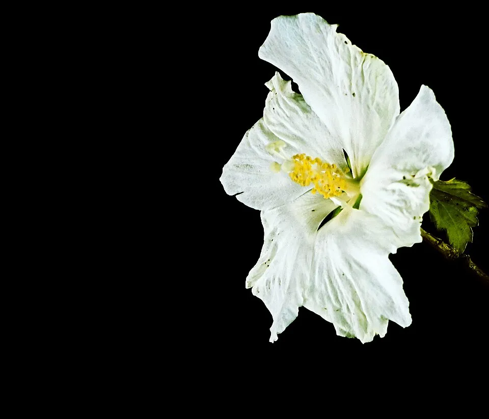 Fehér virágú mályvacserje / Hibiscus syriacus 'Diana'