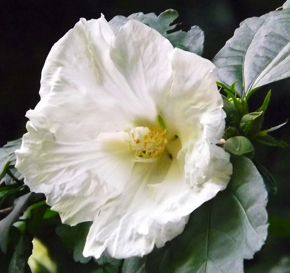 Fehér virágú mályvacserje / Hibiscus syriacus 'Diana'