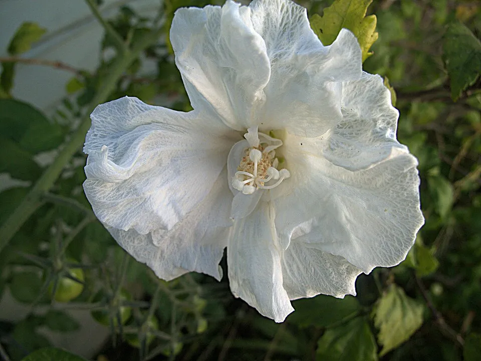 Fehér virágú mályvacserje / Hibiscus syriacus 'Diana'