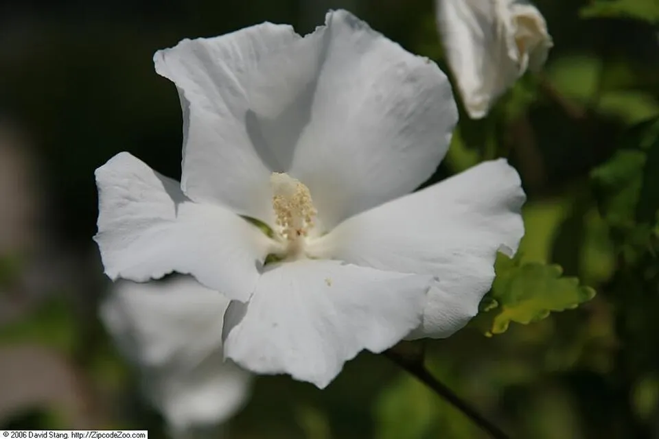 Fehér virágú mályvacserje / Hibiscus syriacus 'Diana'