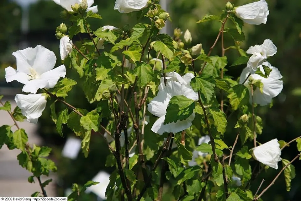 Fehér virágú mályvacserje / Hibiscus syriacus 'Diana'