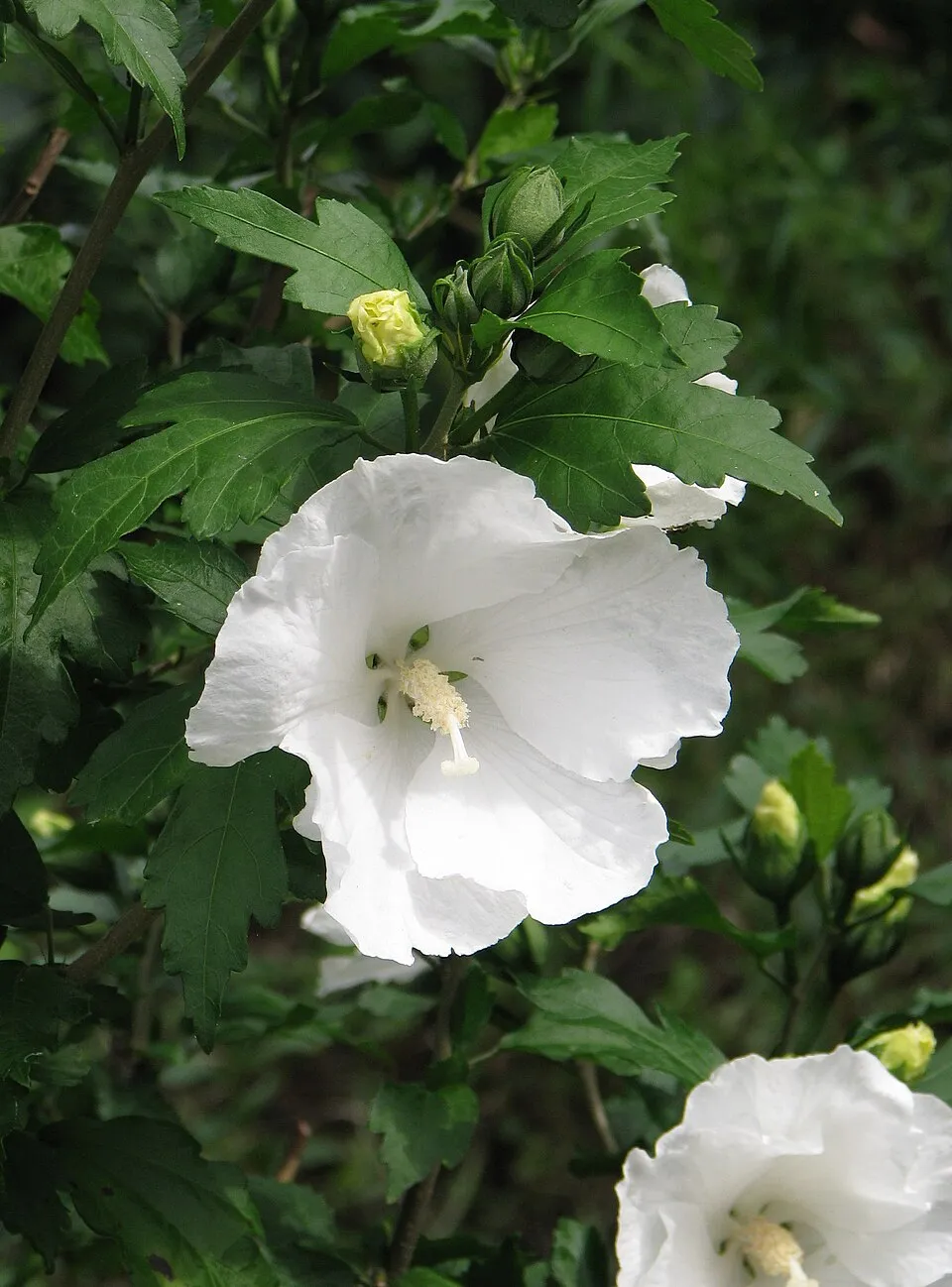 Fehér virágú mályvacserje / Hibiscus syriacus 'Diana'