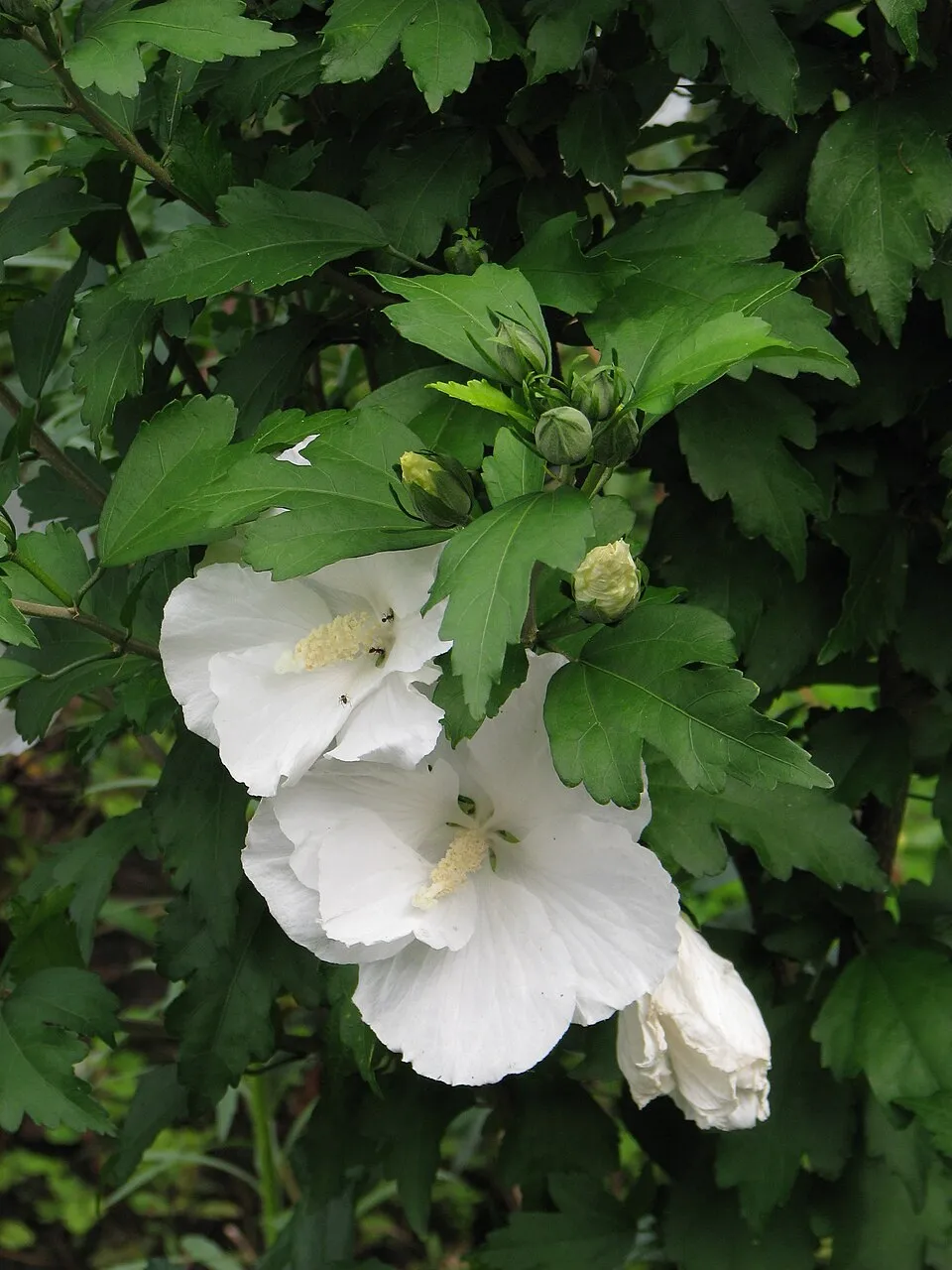 Fehér virágú mályvacserje / Hibiscus syriacus 'Diana'