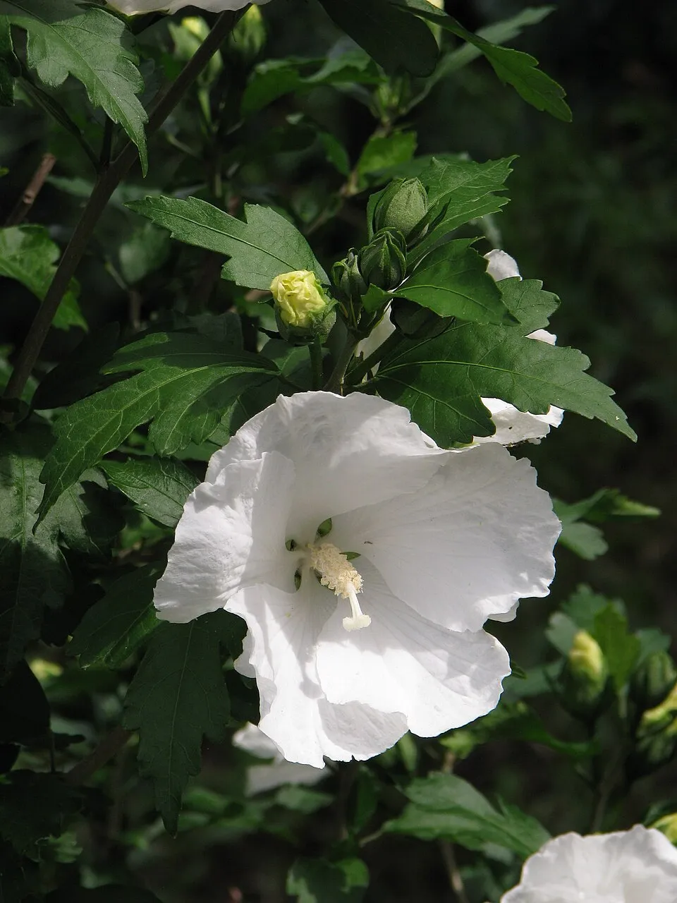 Fehér virágú mályvacserje / Hibiscus syriacus 'Diana'