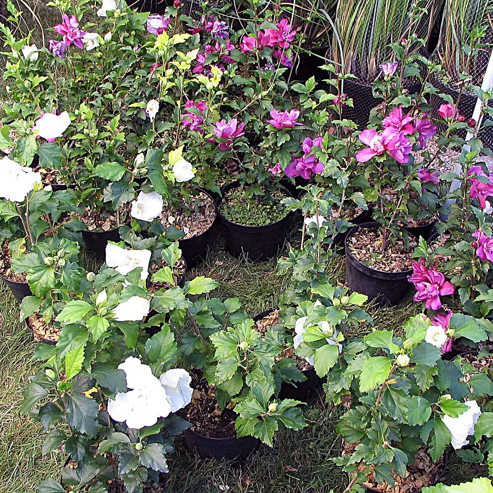 Rózsaszín virágú mályvacserje, bordó torokkal / Hibiscus syriacus 'Hamabo'