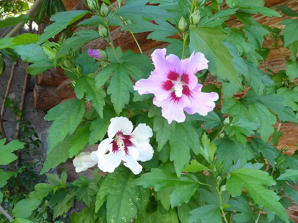 Fehér virágú mályvacserje / Hibiscus syriacus 'Helena'