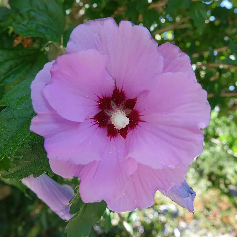 Fehér virágú mályvacserje / Hibiscus syriacus 'Helena'