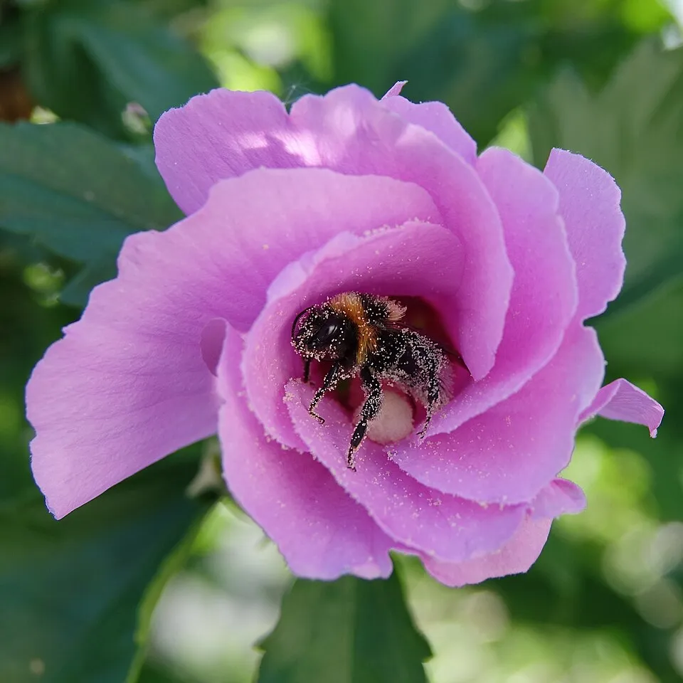 Fehér virágú mályvacserje / Hibiscus syriacus 'Helena'
