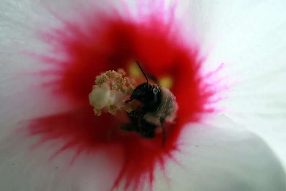 Rózsaszín virágú mályvacserje, bordó torokkal / Hibiscus syriacus 'Minerva'