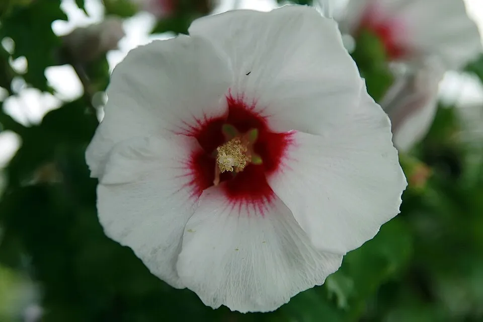 Rózsaszín virágú mályvacserje, bordó torokkal / Hibiscus syriacus 'Minerva'