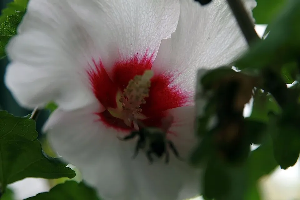 Rózsaszín virágú mályvacserje, bordó torokkal / Hibiscus syriacus 'Minerva'