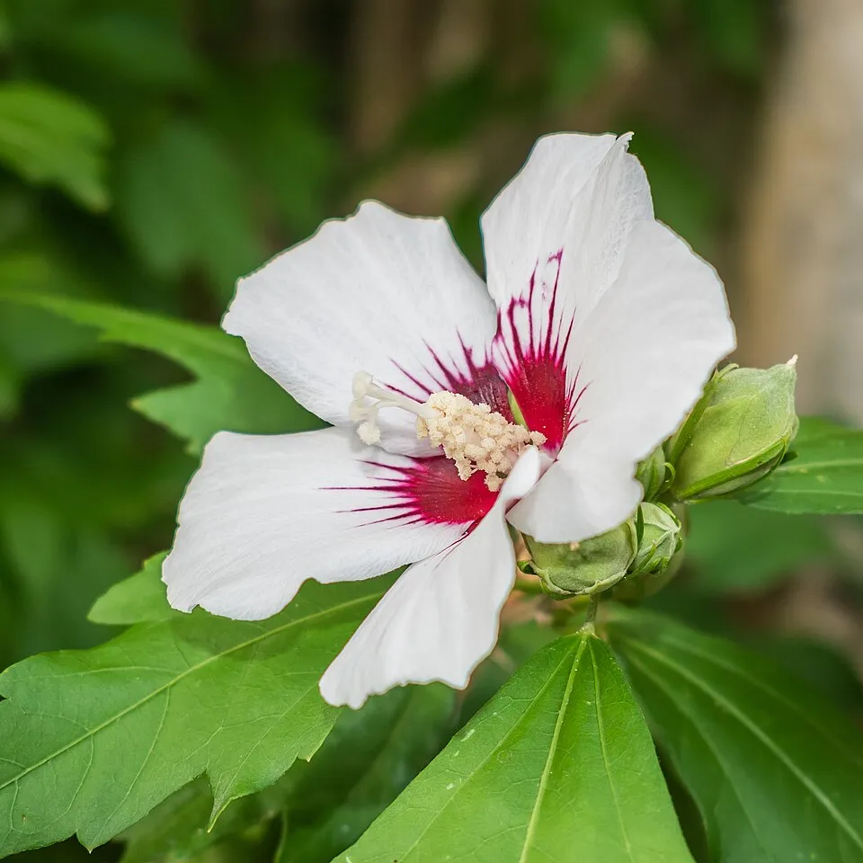Fehér virágú mályvacserje, bordó torokkal / Hibiscus syriacus 'Red Heart'