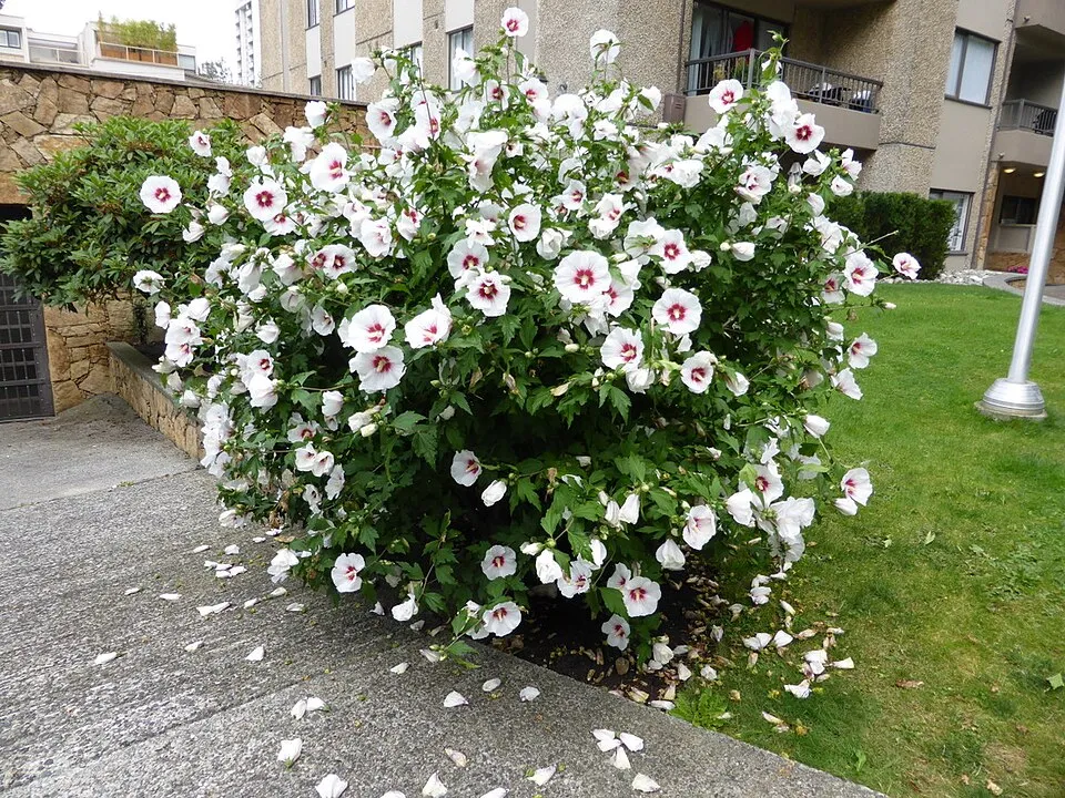 Fehér virágú mályvacserje, bordó torokkal / Hibiscus syriacus 'Red Heart'