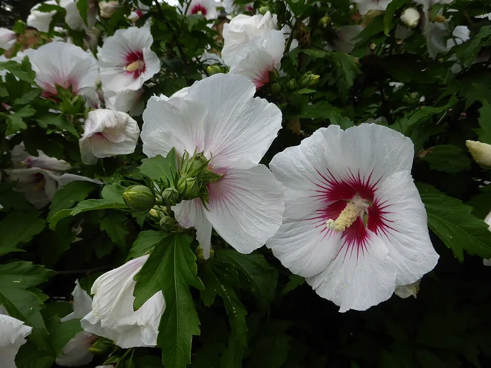 Fehér virágú mályvacserje, bordó torokkal / Hibiscus syriacus 'Red Heart'