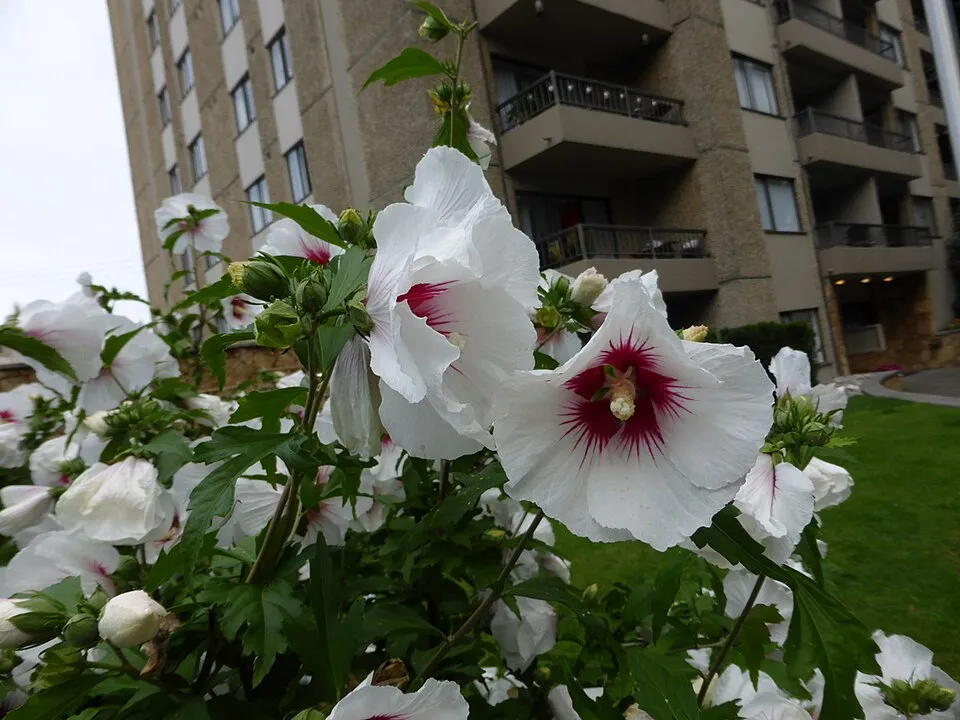 Fehér virágú mályvacserje, bordó torokkal / Hibiscus syriacus 'Red Heart'
