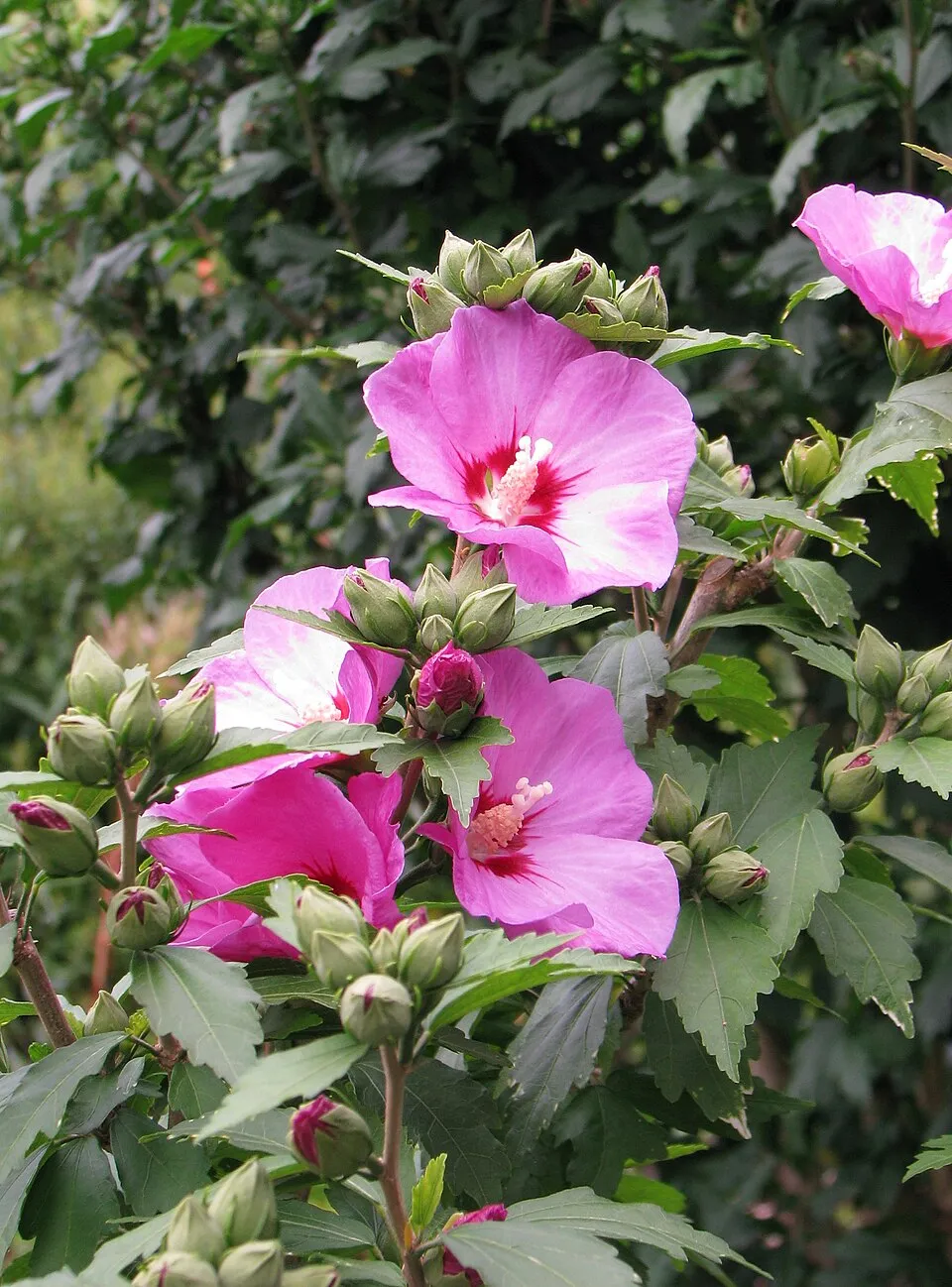 Sötétrózsaszín virágú mályvacserje, bordó torokkal / Hibiscus syriacus 'Woodbridge'