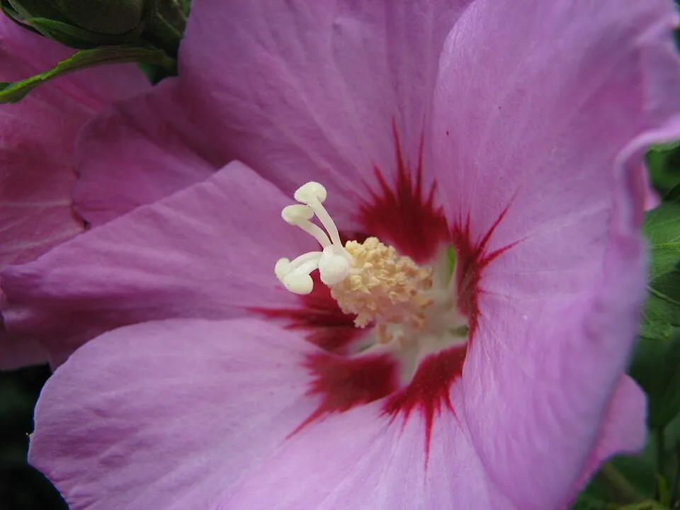Sötétrózsaszín virágú mályvacserje, bordó torokkal / Hibiscus syriacus 'Woodbridge'