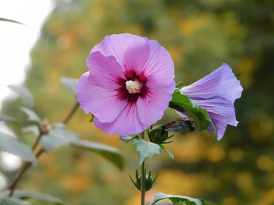Sötétrózsaszín virágú mályvacserje, bordó torokkal / Hibiscus syriacus 'Woodbridge'