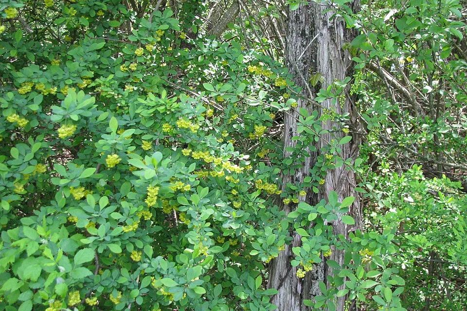 Tarkalevelű vérborbolya / Berberis ottawensis 'Silver Miles'