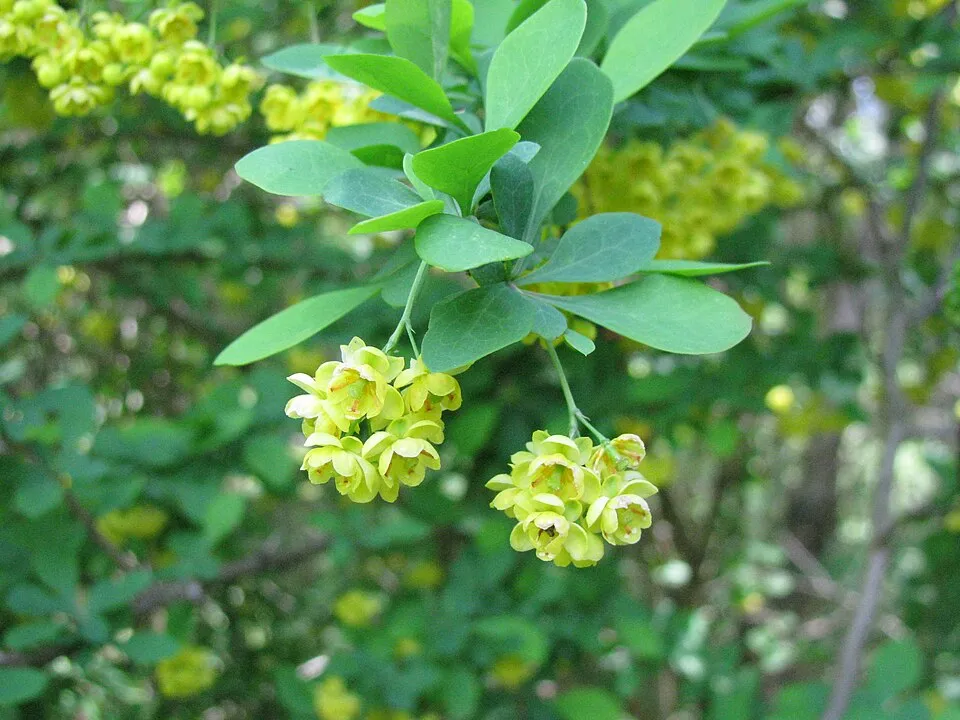 Tarkalevelű vérborbolya / Berberis ottawensis 'Silver Miles'