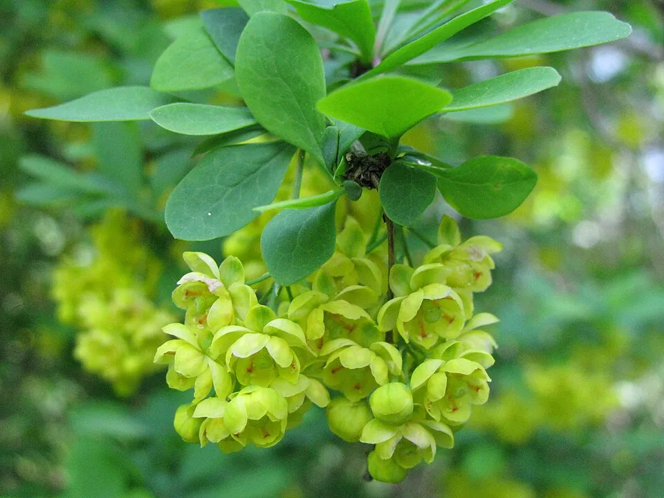 Tarkalevelű vérborbolya / Berberis ottawensis 'Silver Miles'