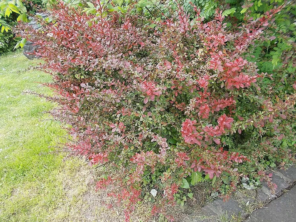 Tarkalevelű vérborbolya / Berberis ottawensis 'Silver Miles'