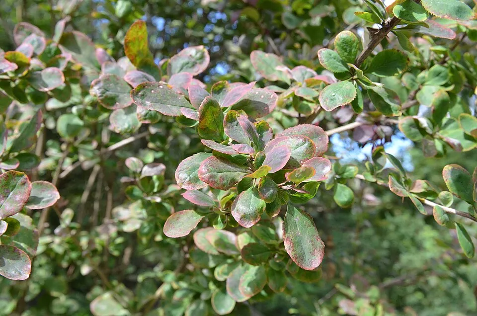 Tarkalevelű vérborbolya / Berberis ottawensis 'Silver Miles'