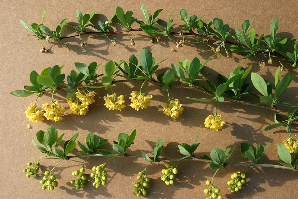Tarkalevelű vérborbolya / Berberis ottawensis 'Silver Miles'