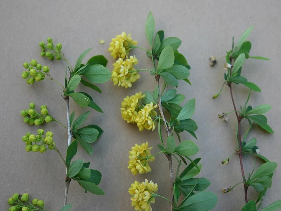 Tarkalevelű vérborbolya / Berberis ottawensis 'Silver Miles'