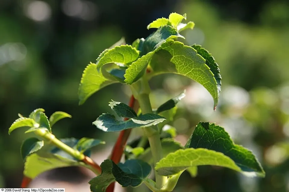 Fehér virágú kúszó hortenzia / Hydrangea anomala 'Petiolaris'