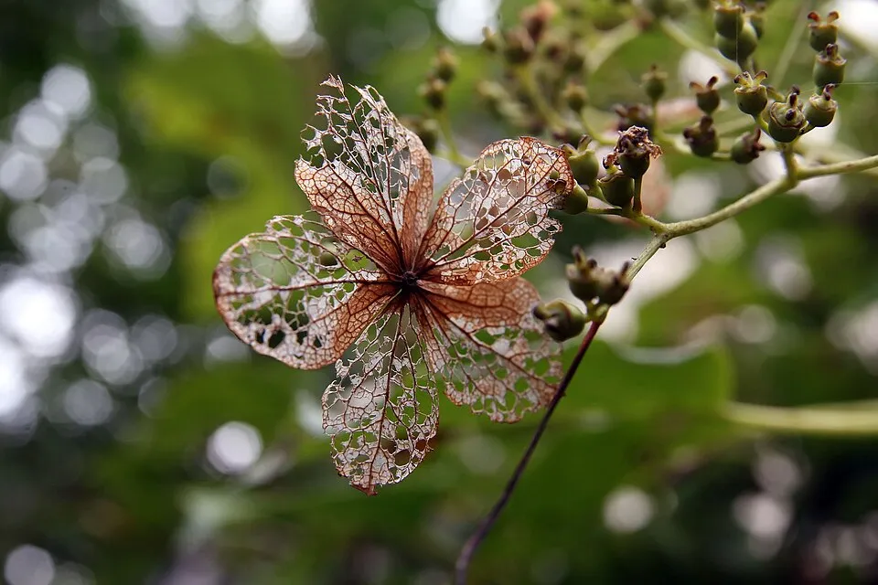 Fehér virágú kúszó hortenzia / Hydrangea anomala 'Petiolaris'