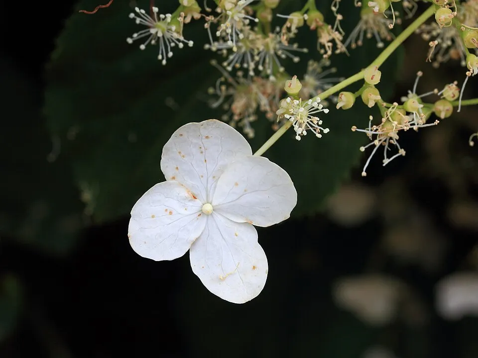Fehér virágú kúszó hortenzia / Hydrangea anomala 'Petiolaris'