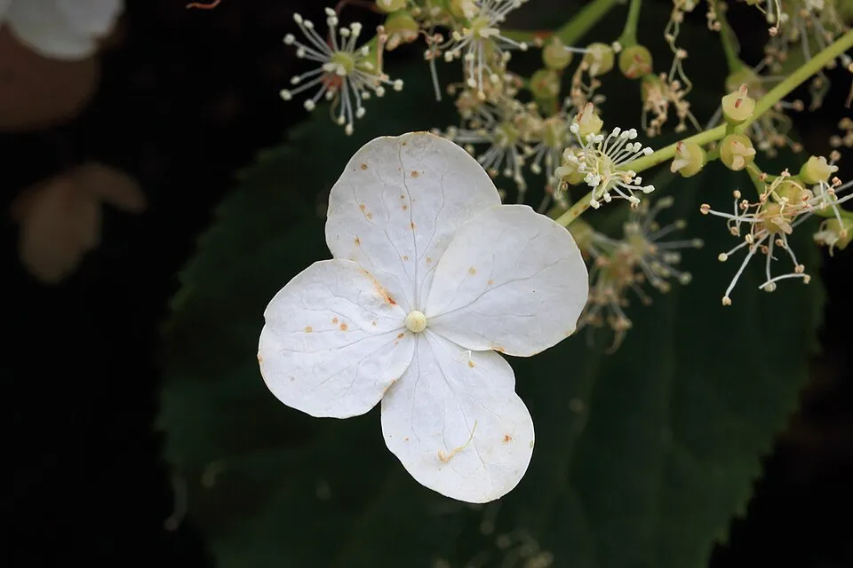 Fehér virágú kúszó hortenzia / Hydrangea anomala 'Petiolaris'