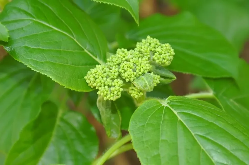 Fehér virágú kúszó hortenzia / Hydrangea anomala 'Petiolaris'