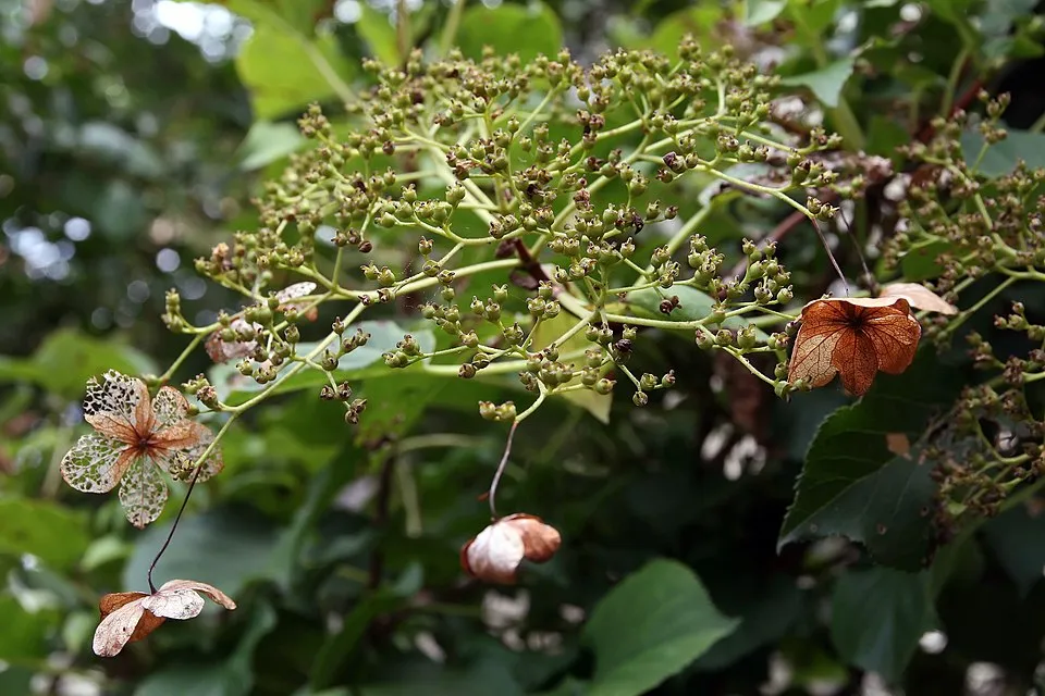 Fehér virágú kúszó hortenzia / Hydrangea anomala 'Petiolaris'