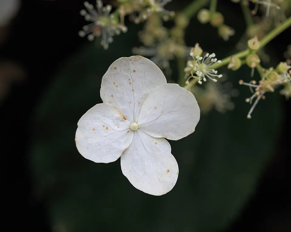 Fehér virágú kúszó hortenzia / Hydrangea anomala 'Petiolaris'