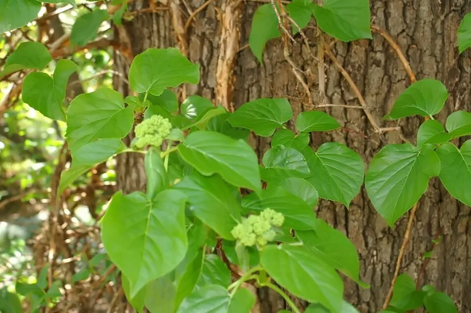 Fehér virágú kúszó hortenzia / Hydrangea anomala 'Petiolaris'