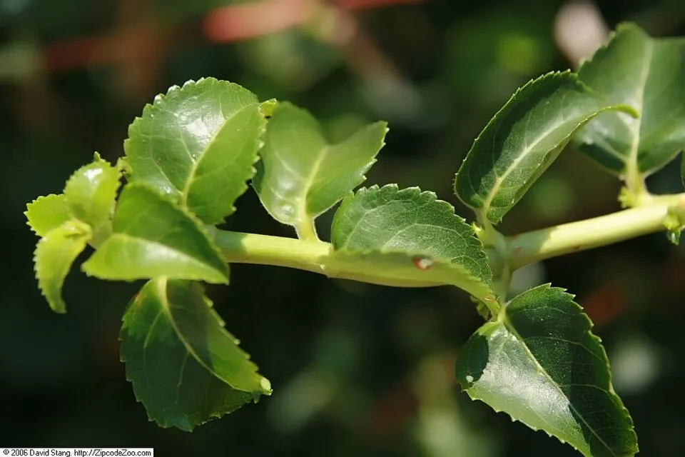 Fehér virágú kúszó hortenzia / Hydrangea anomala 'Petiolaris'